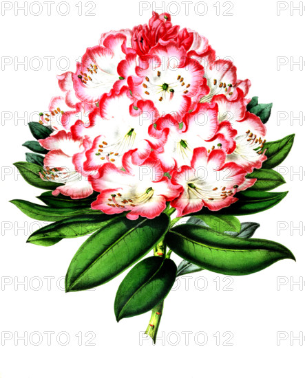 Rhododendrum