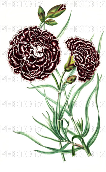 Dianthus albo-migricans