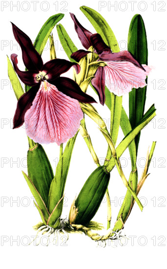 Miltonia spectabilis var Moreliana