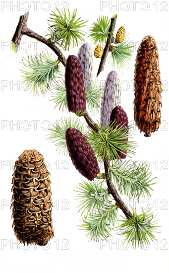 Larix griffithii