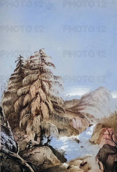 View of a Larix Griffithii in one of its native places