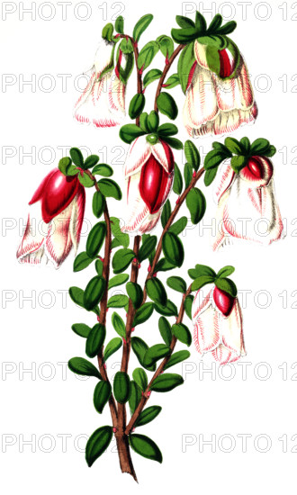 Genetyllis tulipifera