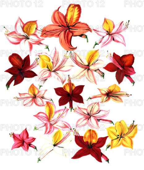 various flowers of azaleas