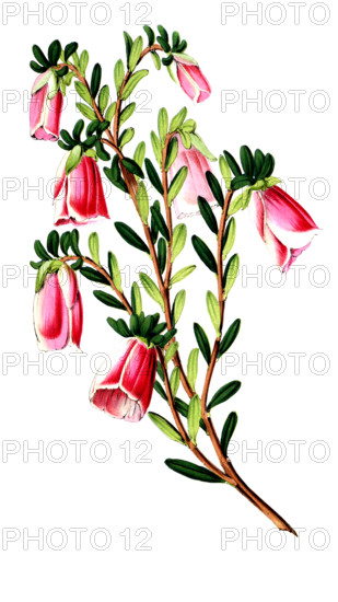 Genetyllis macrostegia