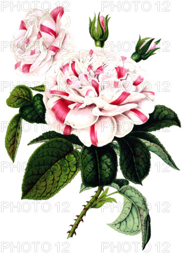 Rosier hybride remontant