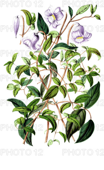 Clematis campaniflora