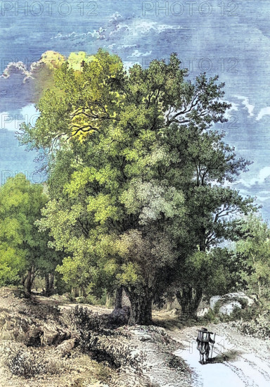An oak tree in the woods of Fontainebleau Palace around 1820 near Paris. France. the largest of the French royal palaces. Digital reproduction of a historical original