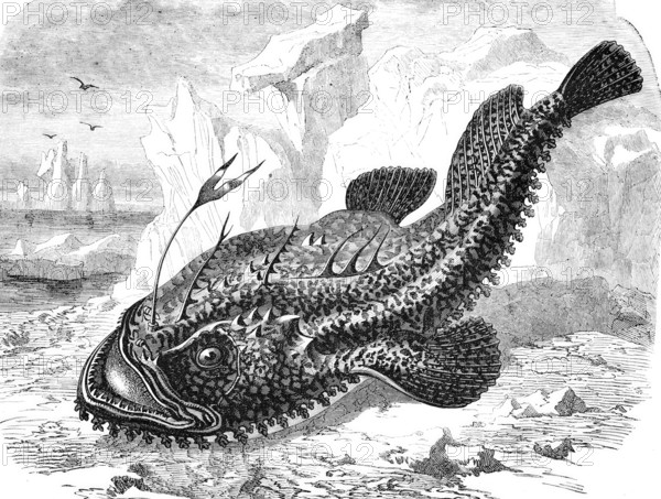 Lophius piscatorius.