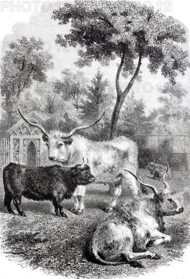 Hungarian and Scottish oxen in the Jardin des Plantes.