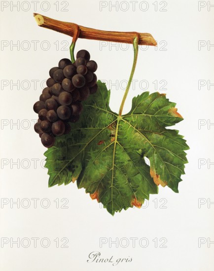 Ampelograhie. grape variety science. oenology. viticulture. grape. vine. Pinot Gris grape. digitally enhanced reproduction of a model by Jules Tronca (1855 to 1915). historical