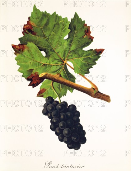 Ampelograhie. grape variety science. oenology. viticulture. grape. vine. Pinot Teinturier grape. digitally enhanced reproduction of a model by Jules Tronca (1855 to 1915). historical