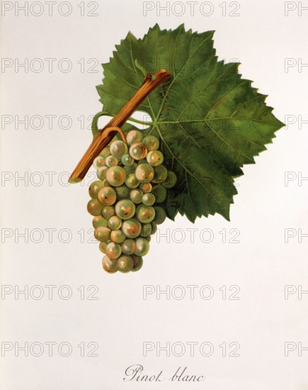 Ampelograhie. grape variety science. oenology. viticulture. grape. vine. Pinot Blanc grape. digitally enhanced reproduction of a model by Jules Tronca (1855 to 1915). historical