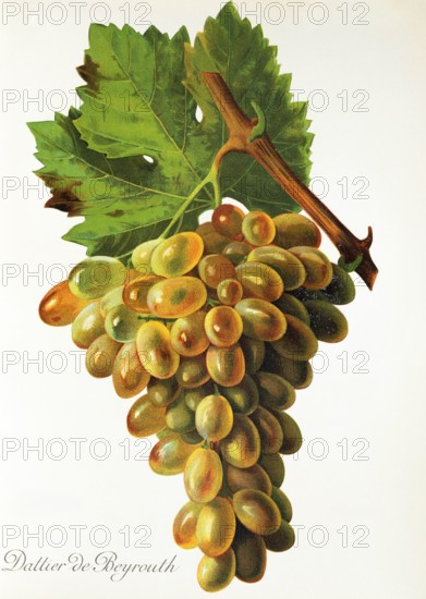 Ampelograhie. grape variety science. oenology. viticulture. grape. vine. Dattier de Beyrouth grape. digitally enhanced reproduction of a model by Jules Tronca (1855 to 1915). historical