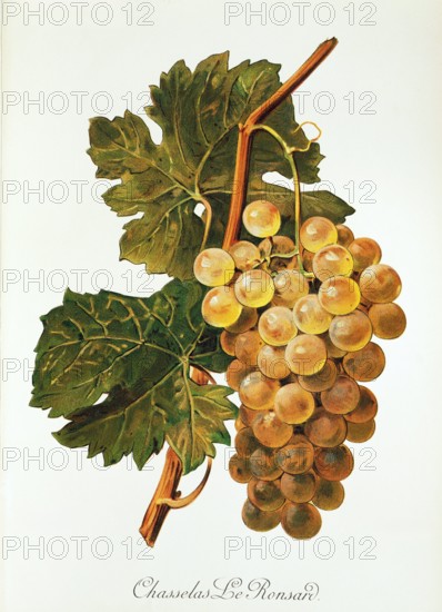 Ampelograhie. grape variety science. oenology. viticulture. grape. vine. Chasselas Le Ronsard grape. digitally enhanced reproduction of a model by Alexis Kreyder (1839 to 1912). historical