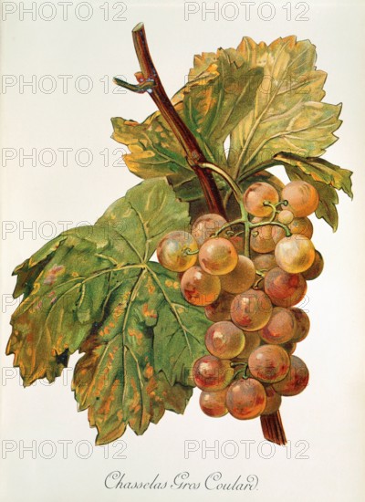 Ampelograhie. grape variety science. oenology. viticulture. grape. vine. Chasselas Gros Coulard grape. digitally enhanced reproduction of a template by Alexis Kreyder (1839 to 1912). historical