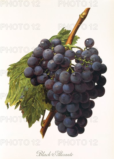 Ampelograhie. grape variety science. oenology. viticulture. grape. vine. Black Alicante grape. digitally enhanced reproduction of a model by Alexis Kreyder (1839 to 1912). historical