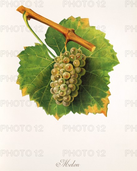 Ampelograhie. grape variety science. oenology. viticulture. grape. grapevine. melon grape. digitally enhanced reproduction of a model by Jules Tronca (1855 to 1915). historical