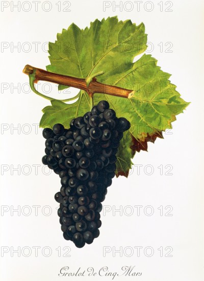 Ampelograhie. grape variety science. oenology. viticulture. grape. vine. Groslot de Cinq Mars grape. digitally enhanced reproduction of a model by Jules Tronca (1855 to 1915). historical