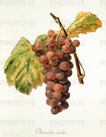 Ampelograhie. grape variety science. oenology. viticulture. grape. vine. Chasselas Violet grape. digitally enhanced reproduction of a model by Alexis Kreyder (1839 to 1912). historical