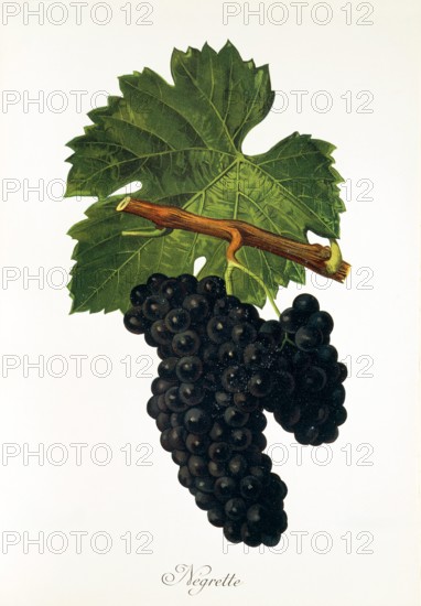 Ampelograhie. grape variety science. oenology. viticulture. grape. grapevine. Negrette grape. digitally enhanced reproduction of a model by Jules Tronca (1855 to 1915). historical