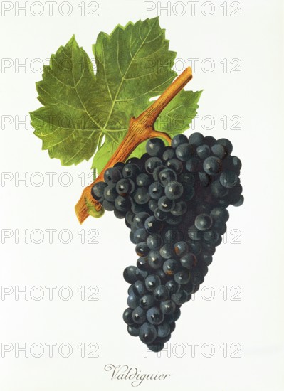 Ampelograhie. grape variety science. oenology. viticulture. grape. vine. Valdiguier grape. digitally enhanced reproduction of a model by Jules Tronca (1855 to 1915). historical