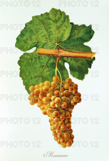 Ampelograhie. grape variety science. oenology. viticulture. grape. vine. Marsanne grape. digitally enhanced reproduction of a model by Jules Tronca (1855 to 1915). historical