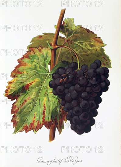 Ampelograhie. grape variety science. oenology. viticulture. grape. vine. Gamay Hatif des Vosges grape. digitally enhanced reproduction of a model by Alexis Kreyder (1839 to 1912). historical
