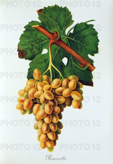 Ampelograhie. grape variety science. oenology. viticulture. grape. grapevine. Roussette grape. digitally enhanced reproduction of a model by Jules Tronca (1855 to 1915). historical