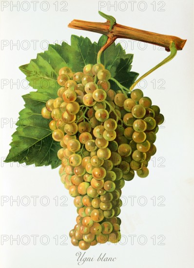 Ampelograhie. grape variety science. oenology. viticulture. grape. vine. Ugni Blanc grape. digitally enhanced reproduction of a model by Jules Tronca (1855 to 1915). historical