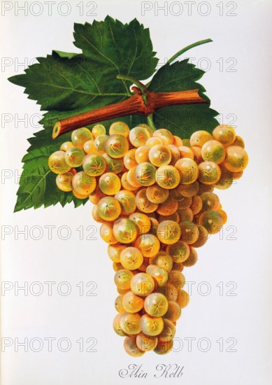 Ampelograhie. grape variety science. oenology. viticulture. grape. vine. Marsanne grape. digitally enhanced reproduction of a model by Jules Tronca (1855 to 1915). historical
