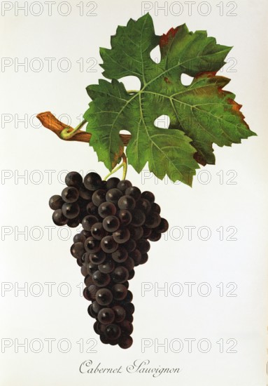 Ampelograhie. grape variety science. oenology. viticulture. grape. grapevine. Cabernet Sauvignon grape. digitally enhanced reproduction of a model by Jules Tronca (1855 to 1915). historical