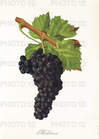 Ampelograhie. grape variety science. oenology. viticulture. grape. vine. Mondeuse grape. digitally enhanced reproduction of a model by Jules Tronca (1855 to 1915). historical