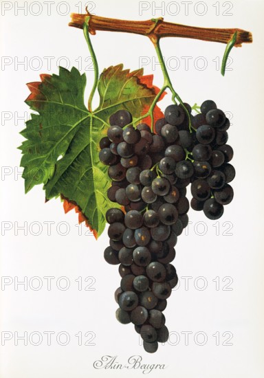 Ampelograhie. grape variety science. oenology. viticulture. grape. vine. Ain Beugra grape. digitally enhanced reproduction of a model by Jules Tronca (1855 to 1915). historical