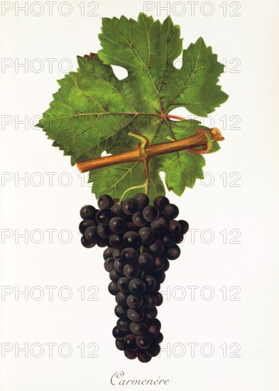 Ampelograhie. grape variety science. oenology. viticulture. grape. vine. Carmenere grape. digitally enhanced reproduction of a model by Jules Tronca (1855 to 1915). historical
