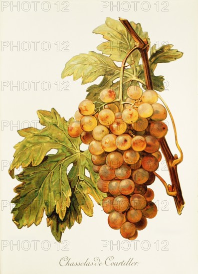 Ampelograhie. grape variety science. oenology. viticulture. grape. vine. Chasselas de Courtiller grape. digitally enhanced reproduction of a model by Alexis Kreyder (1839 to 1912). historical