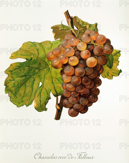 Ampelograhie. grape variety science. oenology. viticulture. grape. vine. Chasselas Rose de Falloux grape. digitally enhanced reproduction of a model by Alexis Kreyder (1839 to 1912). historical