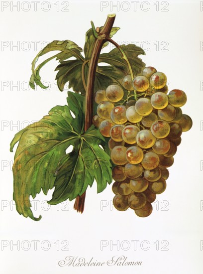 Ampelograhie. grape variety science. oenology. viticulture. grape. vine. Madeleine Salomon grape. digitally enhanced reproduction of a model by Alexis Kreyder (1839 to 1912). historical
