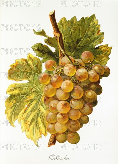Ampelograhie. grape variety science. oenology. viticulture. grape. vine. Gradiska grape. digitally enhanced reproduction of a model by Alexis Kreyder (1839 to 1912). historical