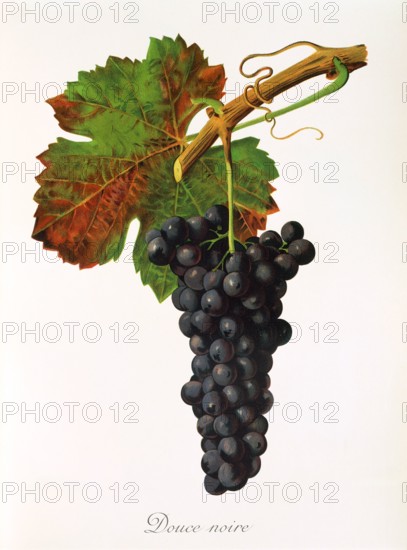 Ampelograhie. grape variety science. oenology. viticulture. grape. vine. Douce Noire grape. digitally enhanced reproduction of a model by Jules Tronca (1855 to 1915). historical