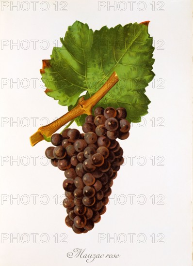 Ampelograhie. grape variety science. oenology. viticulture. grape. grapevine. Mauzac Rose grape. digitally enhanced reproduction of a model by Jules Tronca (1855 to 1915). historical