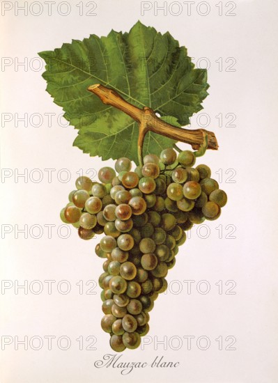 Ampelograhie. grape variety science. oenology. viticulture. grape. grapevine. Mauzac Blanc grape. digitally enhanced reproduction of a model by Jules Tronca (1855 to 1915). historical