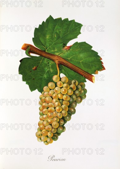 Ampelograhie. grape variety science. oenology. viticulture. grape. vine. Peurion grape. digitally enhanced reproduction of a model by Jules Tronca (1855 to 1915). historical