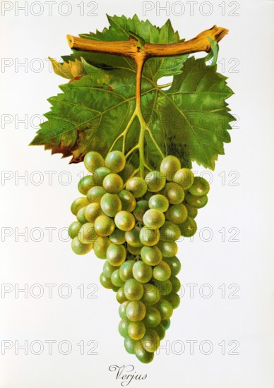 Ampelograhie. grape variety science. oenology. viticulture. grape. vine. Verjus grape. digitally enhanced reproduction of a model by Jules Tronca (1855 to 1915). historical