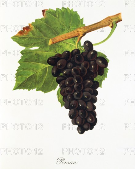 Ampelograhie. grape variety science. oenology. viticulture. grape. grapevine. Persan grape. digitally enhanced reproduction of a model by Jules Tronca (1855 to 1915). historical