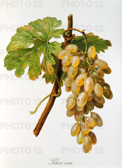 Ampelograhie. grape variety science. oenology. viticulture. grape. vine. Feher Som grape. digitally enhanced reproduction of a model by Alexis Kreyder (1839 to 1912). historical