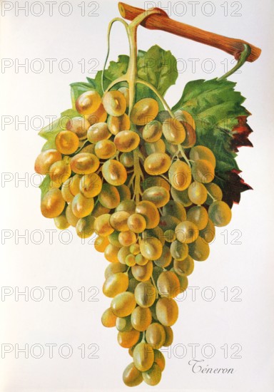 Ampelograhie. grape variety science. oenology. viticulture. grape. vine. Teneron grape. digitally enhanced reproduction of a model by Jules Tronca (1855 to 1915). historical
