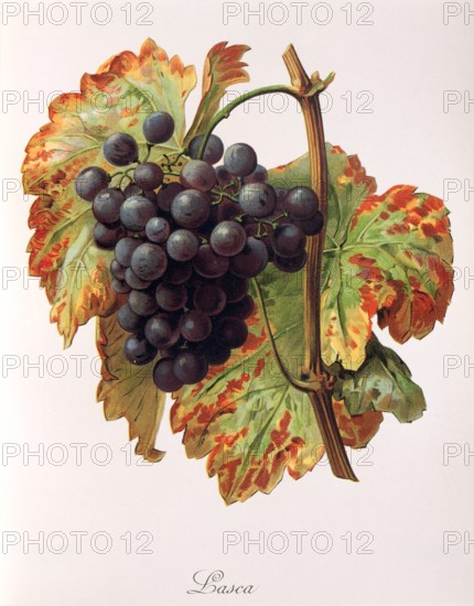 Ampelograhie. grape variety science. oenology. viticulture. grape. grapevine. Lasca grape. digitally enhanced reproduction of a model by Alexis Kreyder (1839 to 1912). historical