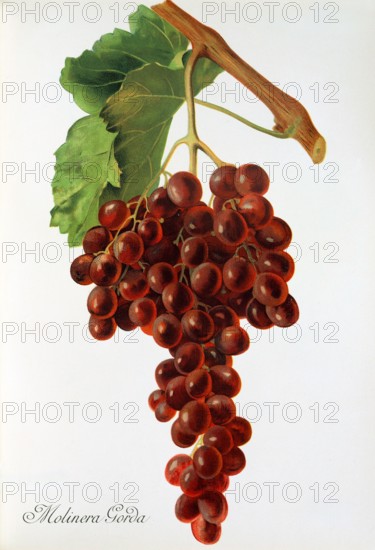 Ampelograhie. grape variety science. oenology. viticulture. grape. vine. Molinera Gorda grape. digitally enhanced reproduction of a model by Jules Tronca (1855 to 1915). historical