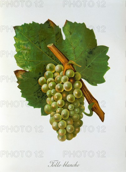 Ampelograhie. grape variety science. oenology. viticulture. grape. grapevine. Folle Blanche grape. digitally enhanced reproduction of a model by Jules Tronca (1855 to 1915). historical