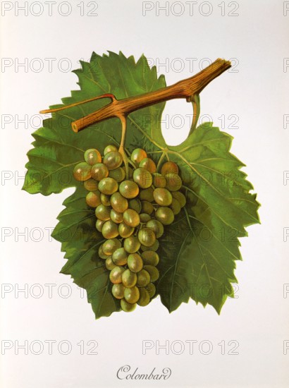 Ampelograhie. grape variety science. oenology. viticulture. grape. vine. Colombard grape. digitally enhanced reproduction of a model by Jules Tronca (1855 to 1915). historical